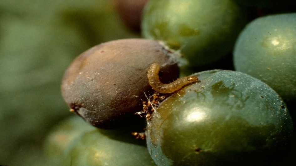 Lobesia: es ley el aporte de productores hasta 2020